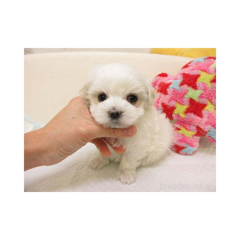 販売中の大阪府のマルチーズ-438399の2枚目