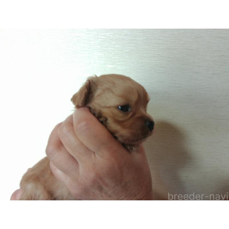 成約済の福岡県のミックス犬-435291の9枚目