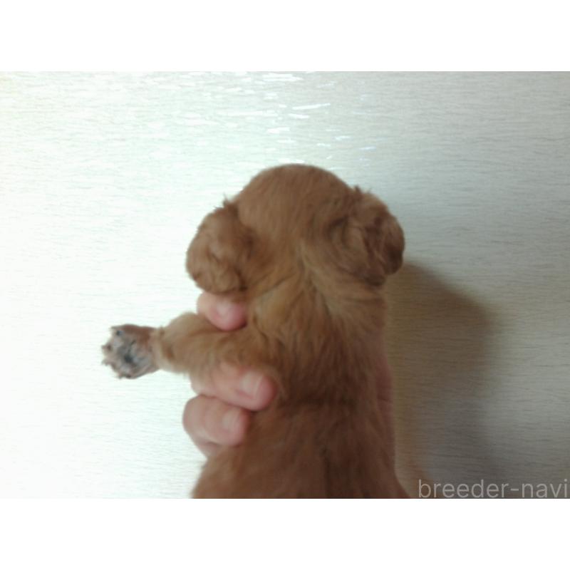 成約済の福岡県のミックス犬-435291の8枚目