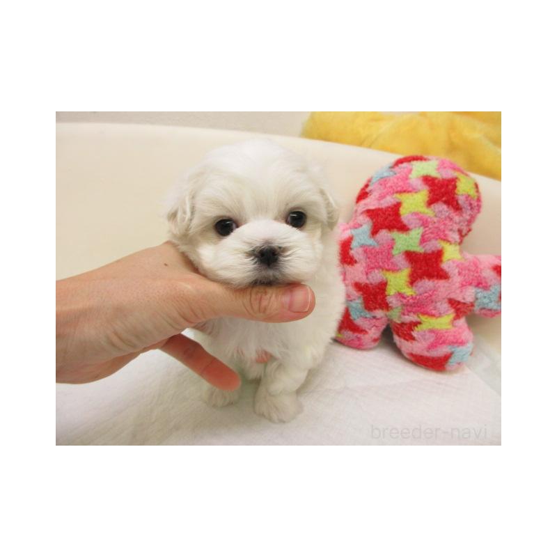販売中の大阪府のマルチーズ-438401の1枚目