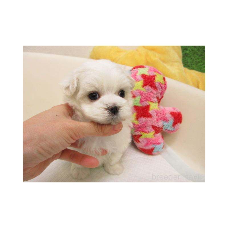 販売中の大阪府のマルチーズ-438401の2枚目