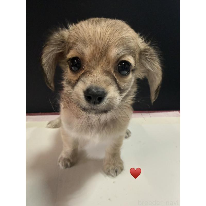 販売中の愛知県のチワックス:チワワ×ミニチュアダックスフンド-430158の3枚目