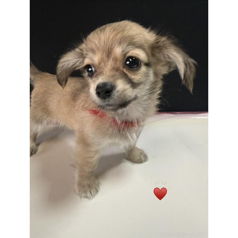 販売中の愛知県のチワックス:チワワ×ミニチュアダックスフンド-430158の2枚目