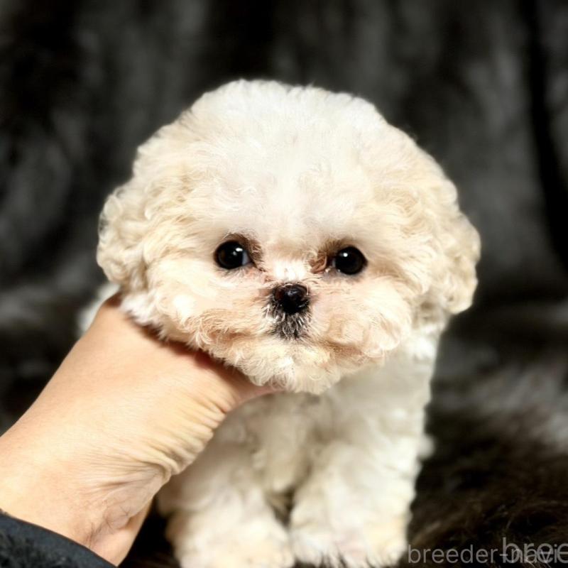 販売中の愛知県のビションフリーゼ-438402の1枚目