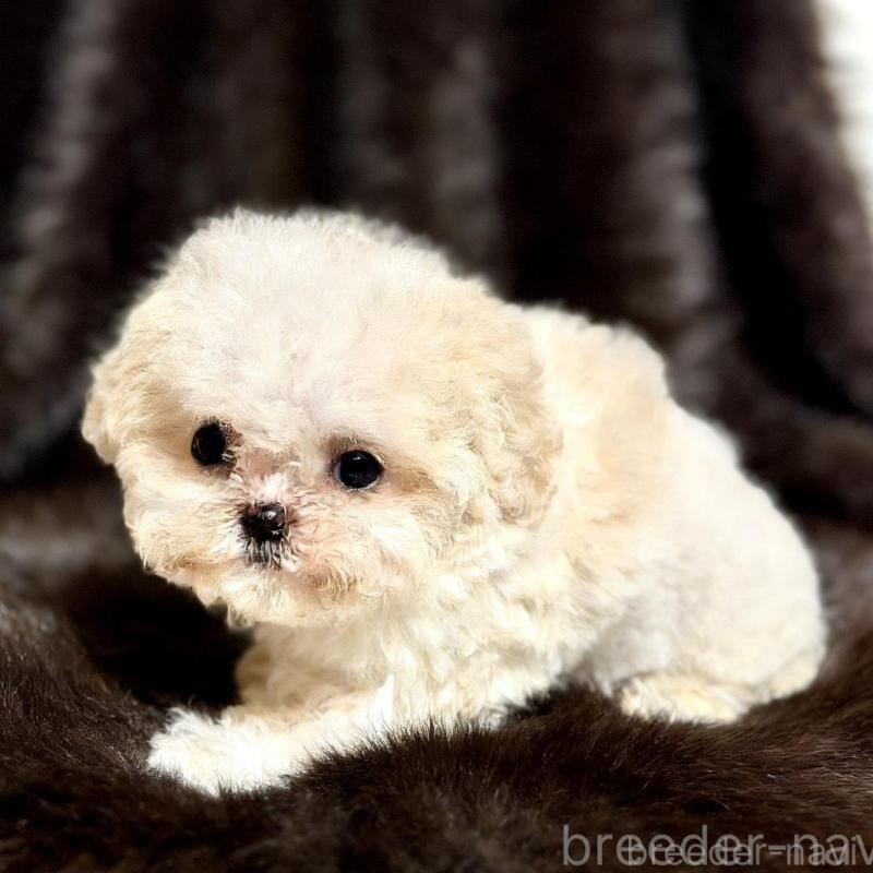 販売中の愛知県のビションフリーゼ-438402の4枚目