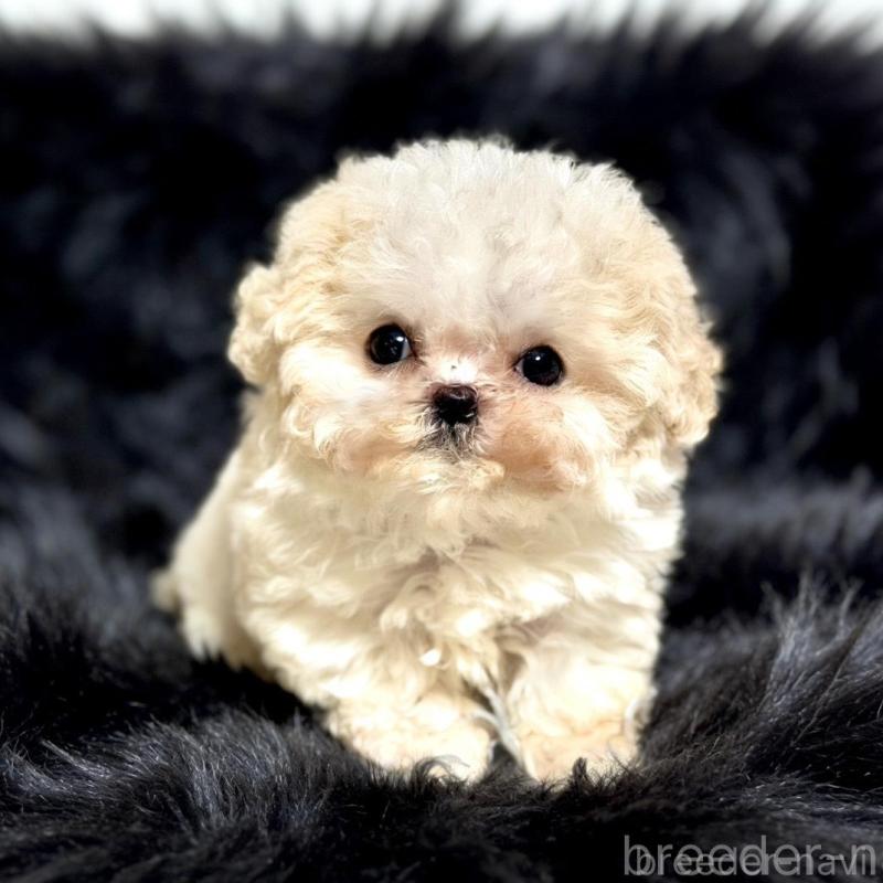 販売中の愛知県のビションフリーゼ-438402の3枚目