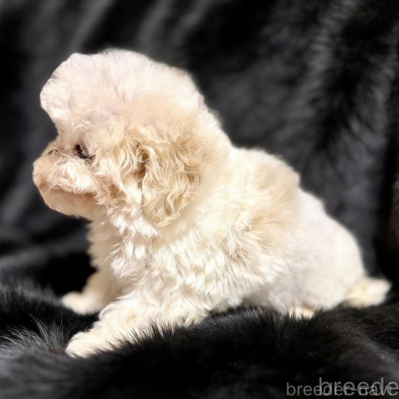 販売中の愛知県のビションフリーゼ-438402の2枚目