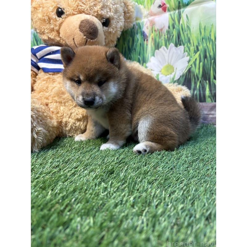 販売中の神奈川県の柴犬-438403の6枚目