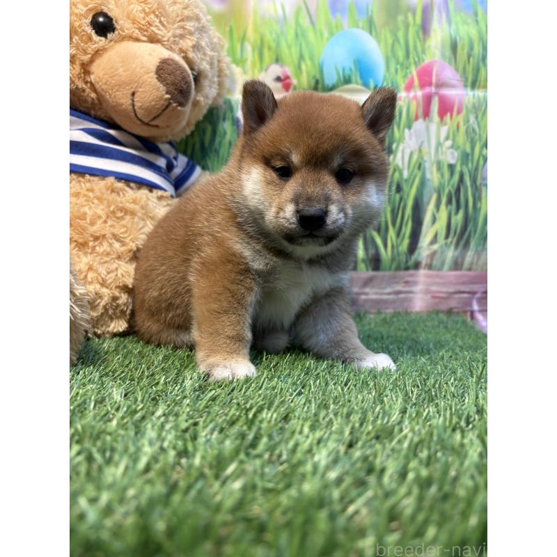 販売中の神奈川県の柴犬-438403の5枚目