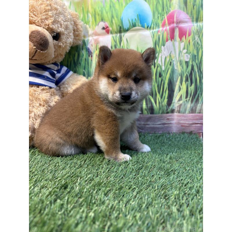 販売中の神奈川県の柴犬-438403の4枚目