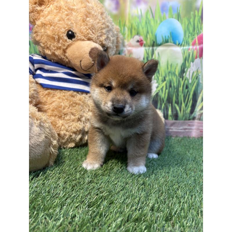 販売中の神奈川県の柴犬-438403の3枚目