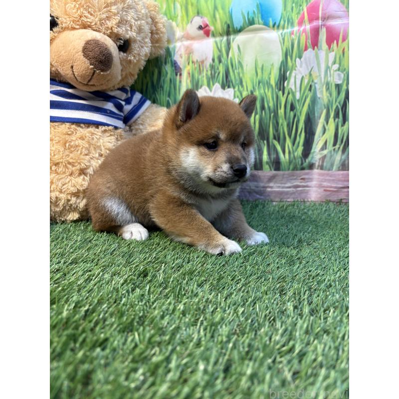 販売中の神奈川県の柴犬-438403の2枚目