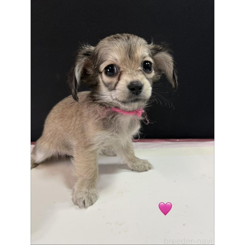 販売中の愛知県のチワックス:チワワ×ミニチュアダックスフンド-430803の3枚目