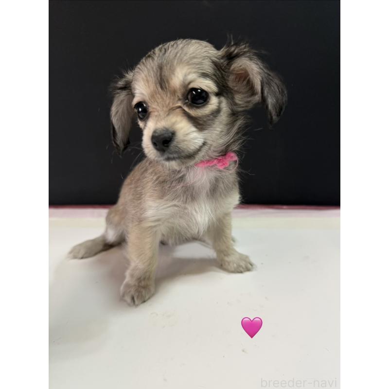 販売中の愛知県のチワックス:チワワ×ミニチュアダックスフンド-430803の2枚目