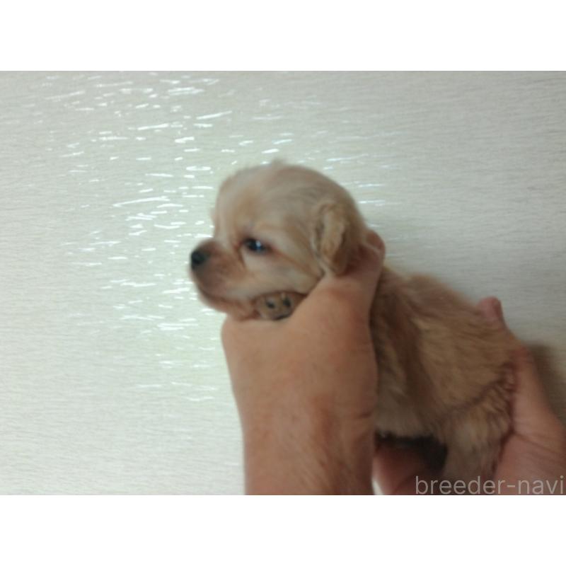 成約済の福岡県のミックス犬-435292の13枚目