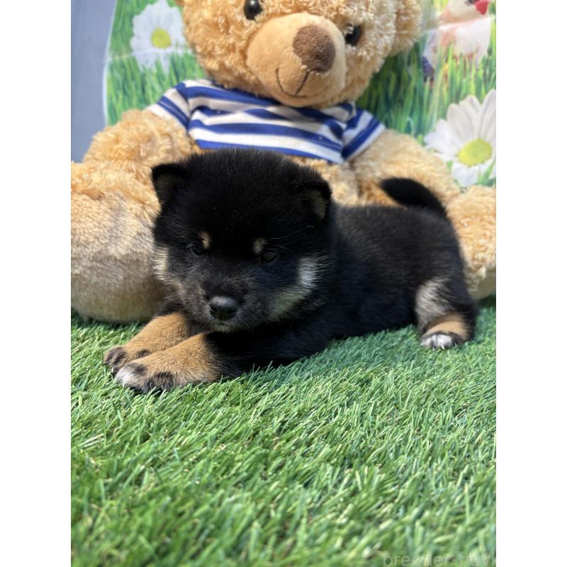 販売中の神奈川県の柴犬-438405の4枚目