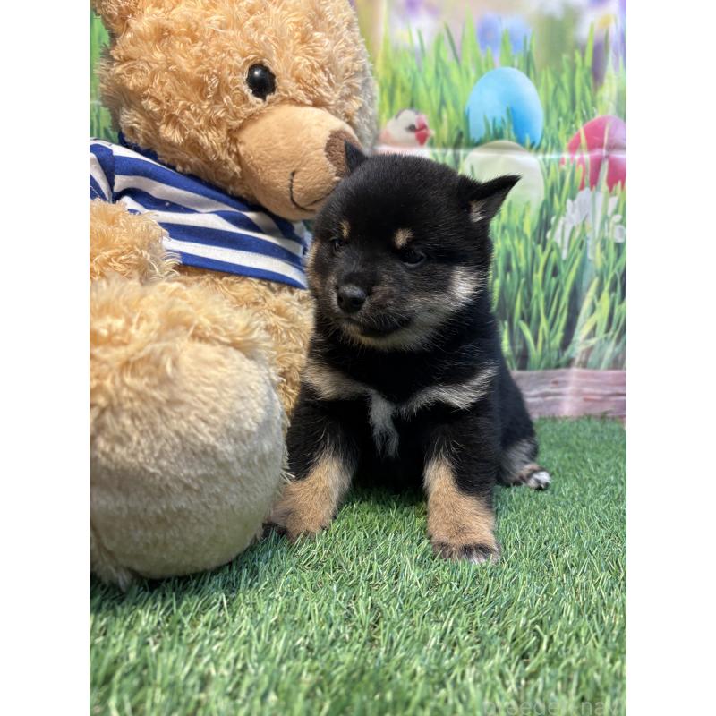 販売中の神奈川県の柴犬-438405の3枚目