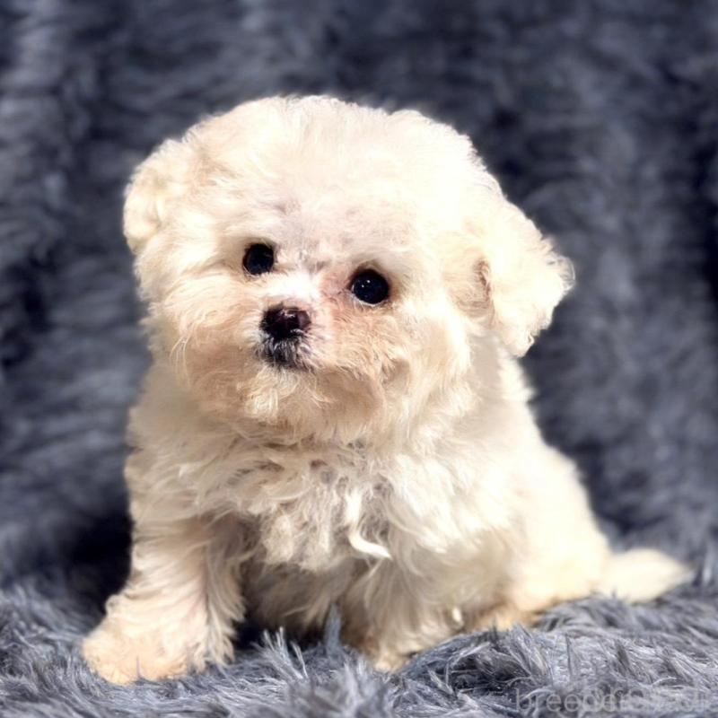 販売中の愛知県のビションフリーゼ-438404