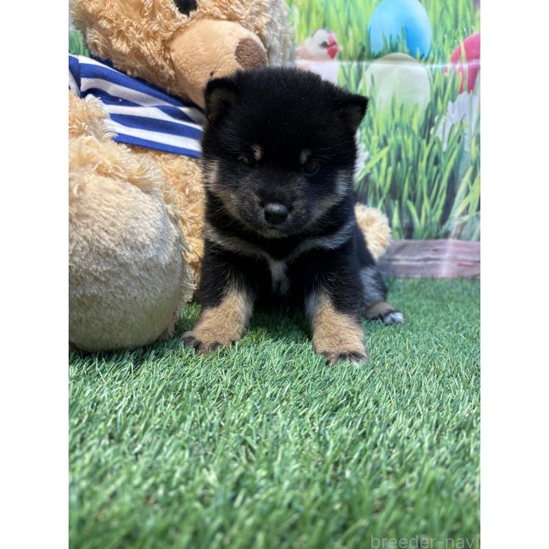 販売中の神奈川県の柴犬-438405の2枚目