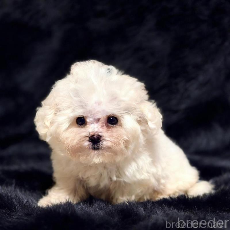 販売中の愛知県のビションフリーゼ-438404の2枚目