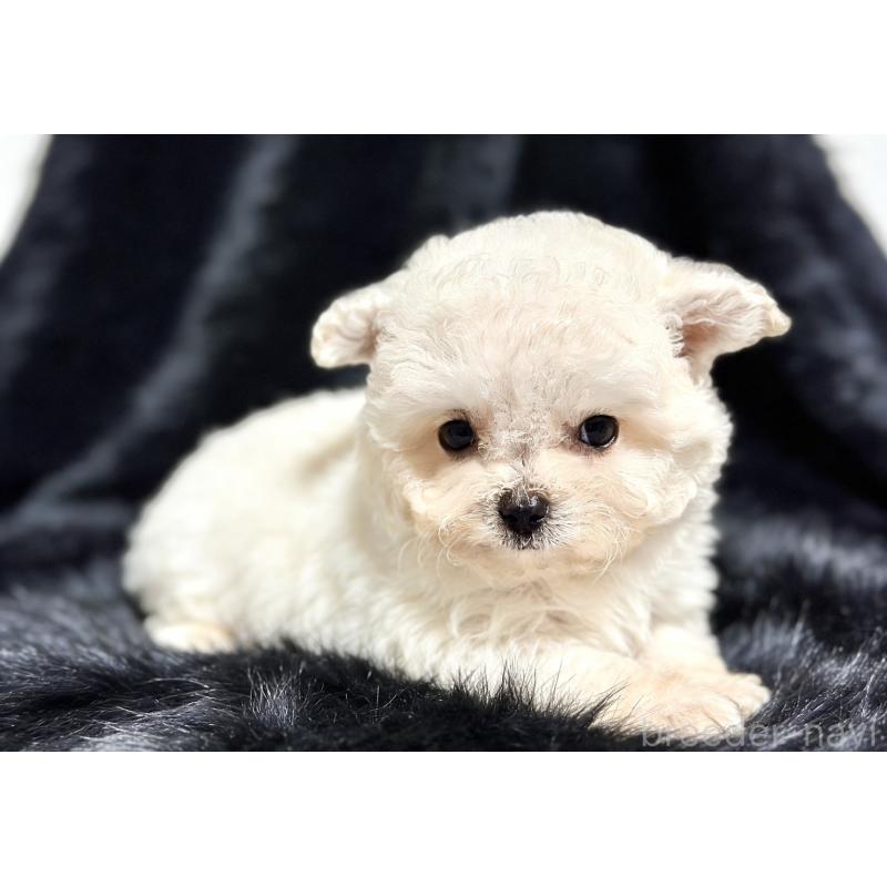 販売中の愛知県のビションフリーゼ-438407の3枚目