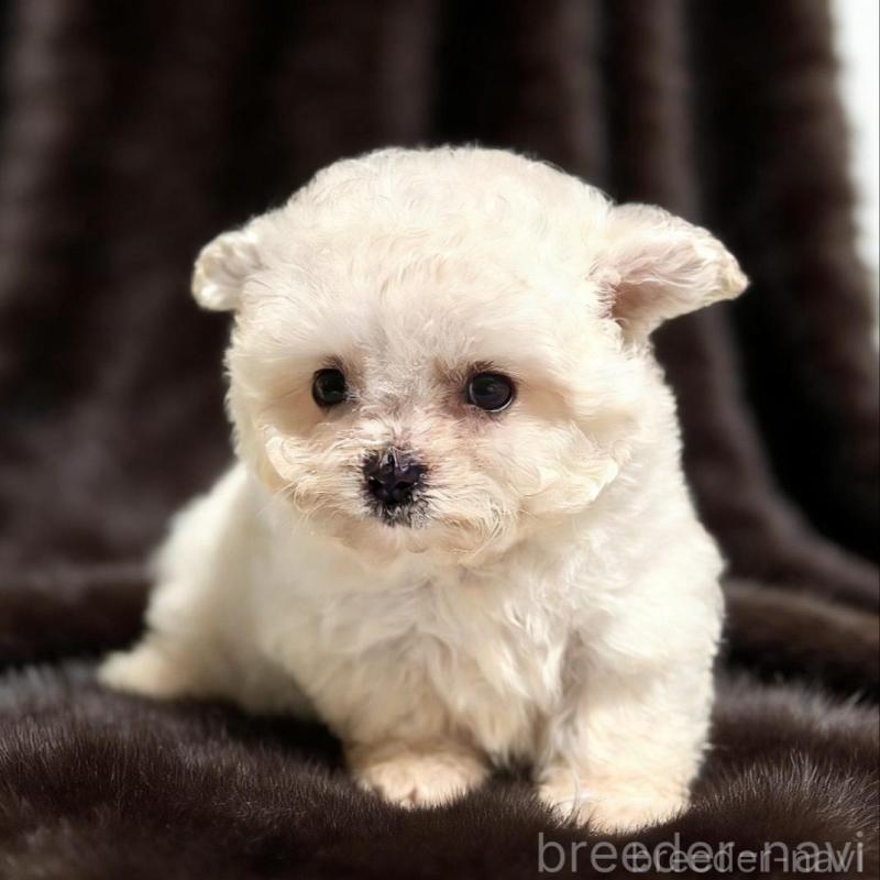 販売中の愛知県のビションフリーゼ-438407の1枚目