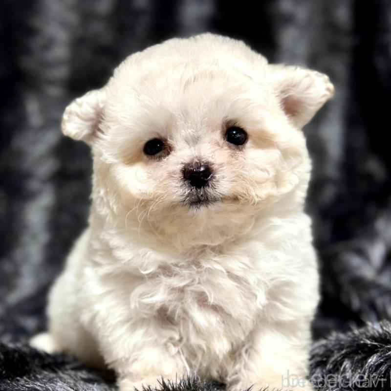 販売中の愛知県のビションフリーゼ-438407の2枚目