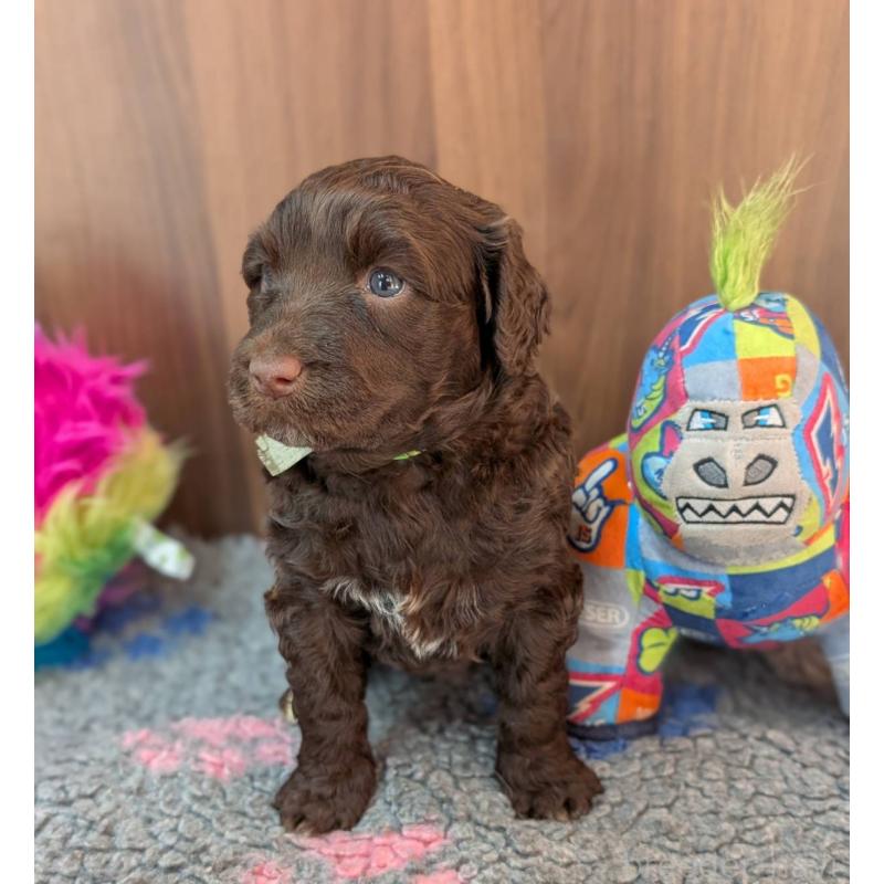 販売中の東京都のポーチュギーズウォータードッグ-438408の8枚目