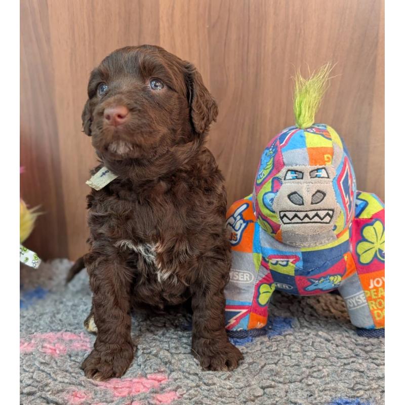 販売中の東京都のポーチュギーズウォータードッグ-438408の7枚目