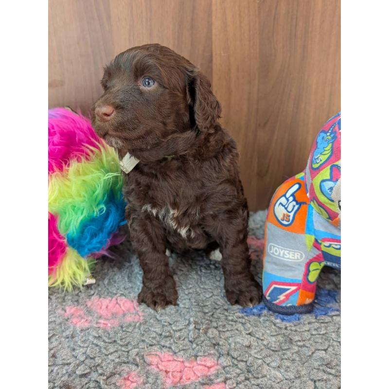 販売中の東京都のポーチュギーズウォータードッグ-438408の6枚目