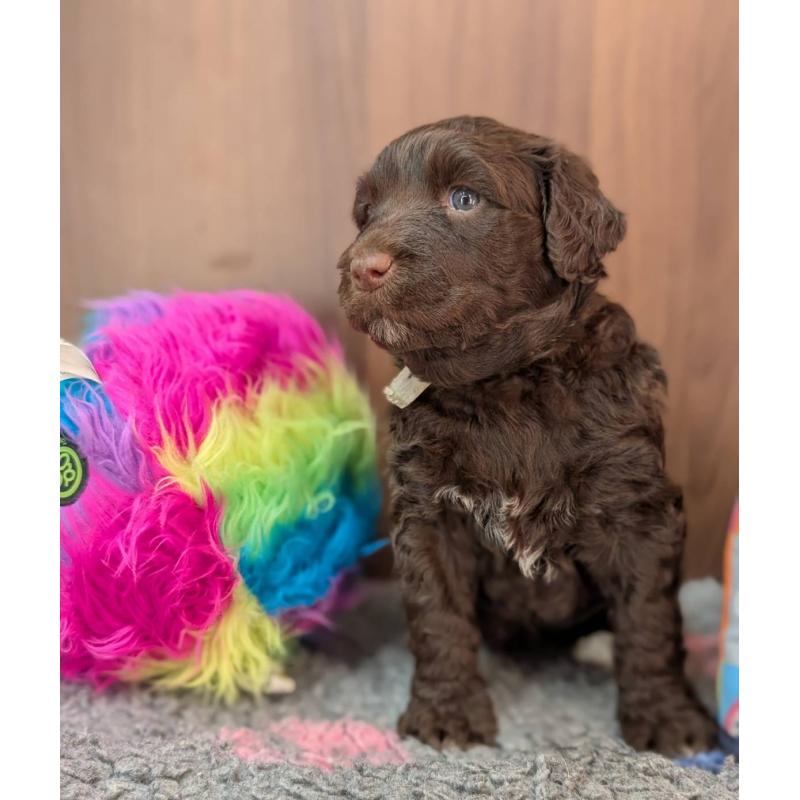 販売中の東京都のポーチュギーズウォータードッグ-438408の5枚目