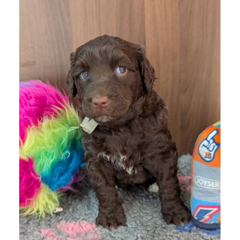 販売中の東京都のポーチュギーズウォータードッグ-438408の4枚目