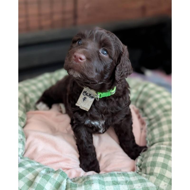 販売中の東京都のポーチュギーズウォータードッグ-438408の3枚目