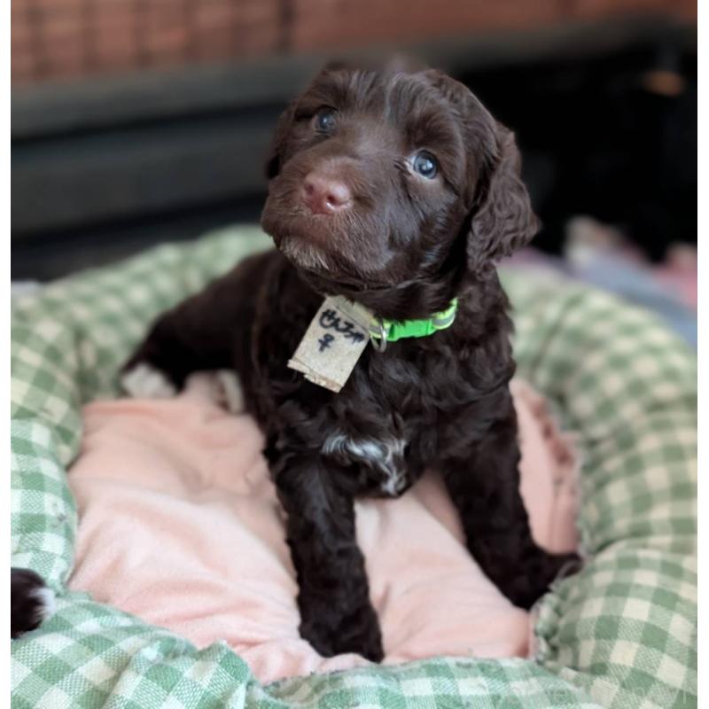 販売中の東京都のポーチュギーズウォータードッグ-438408の2枚目