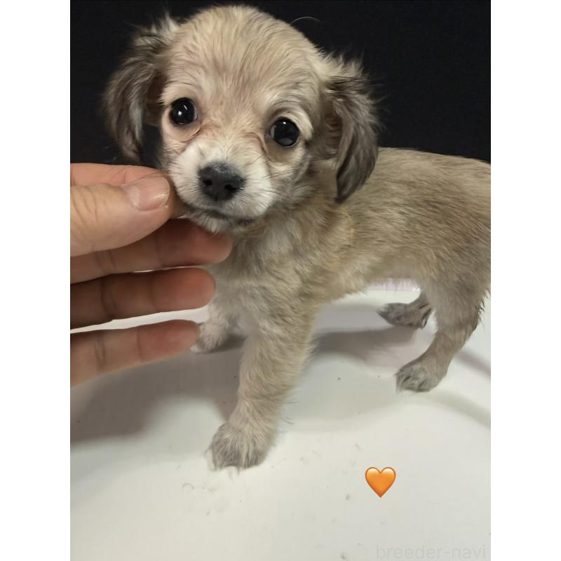 販売中の愛知県のチワックス:チワワ×ミニチュアダックスフンド-430807