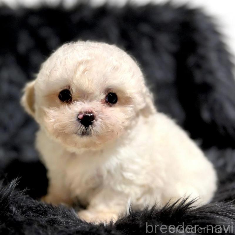 販売中の愛知県のビションフリーゼ-438410