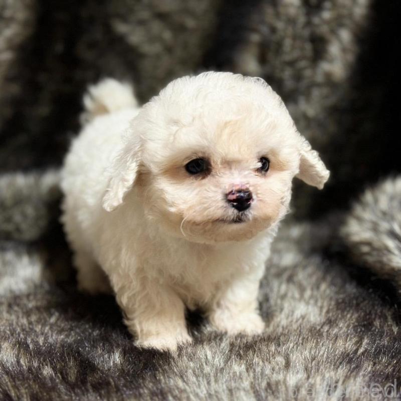 販売中の愛知県のビションフリーゼ-438410の3枚目