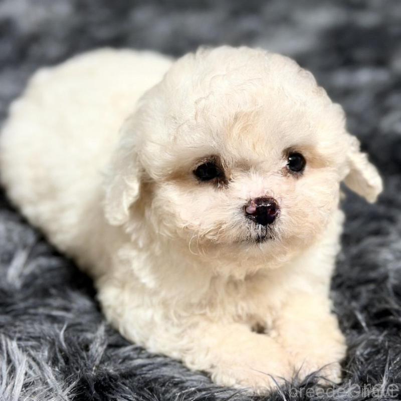 販売中の愛知県のビションフリーゼ-438410の2枚目