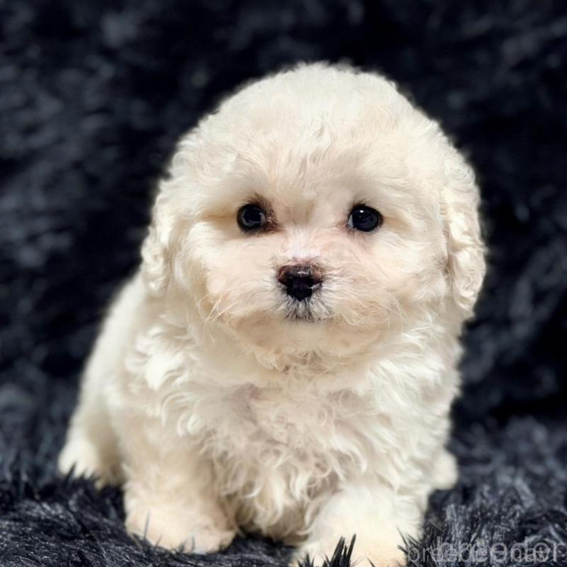 販売中の愛知県のビションフリーゼ-438411