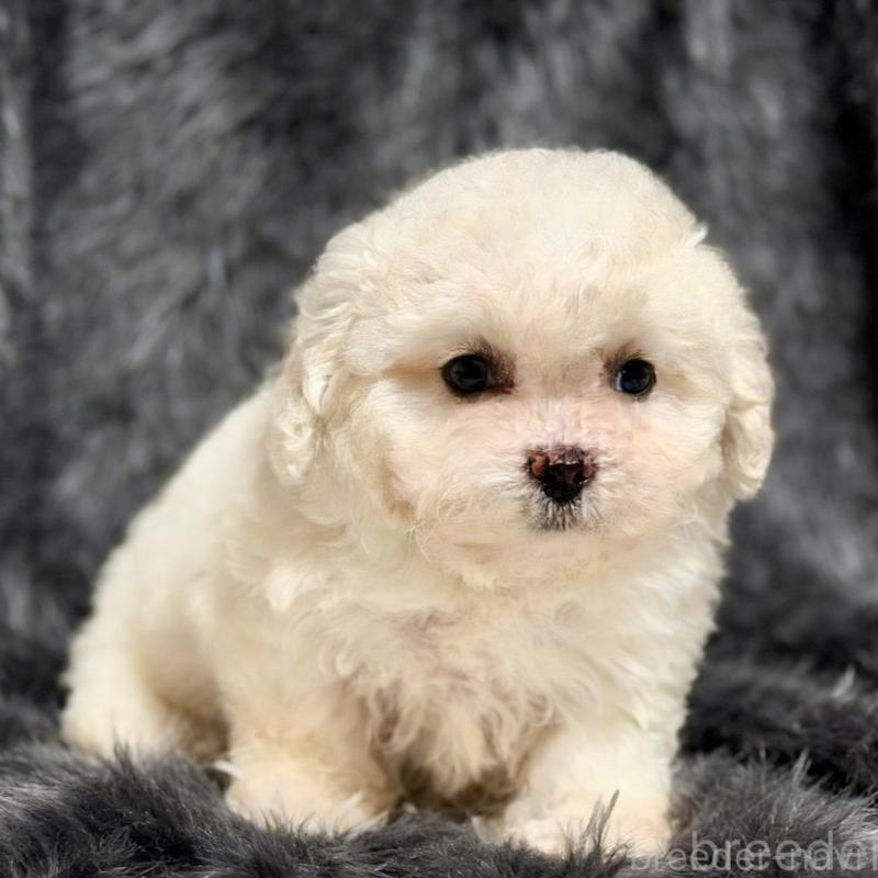 販売中の愛知県のビションフリーゼ-438411の4枚目