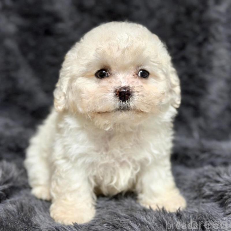 販売中の愛知県のビションフリーゼ-438411の3枚目