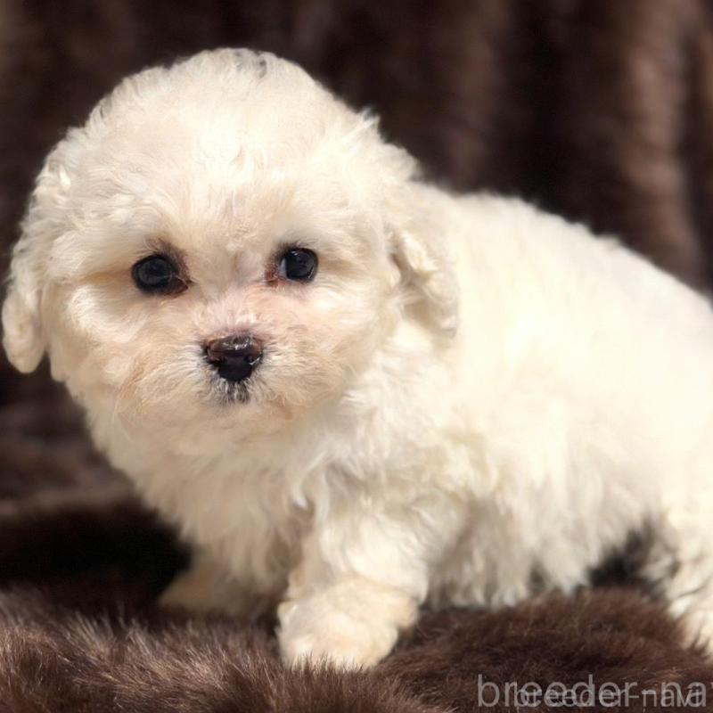 販売中の愛知県のビションフリーゼ-438411の2枚目