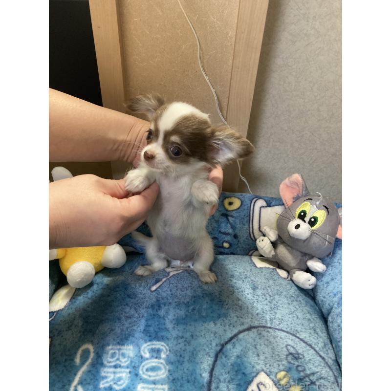 販売中の千葉県のチワワ(ロングコート)-438415の14枚目