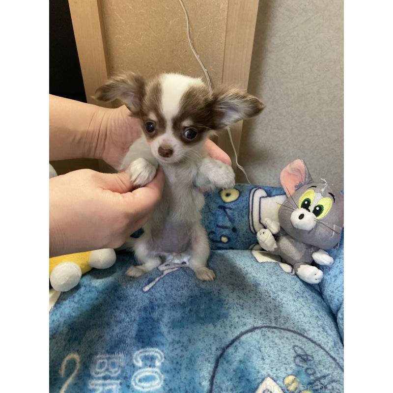 販売中の千葉県のチワワ(ロングコート)-438415の13枚目