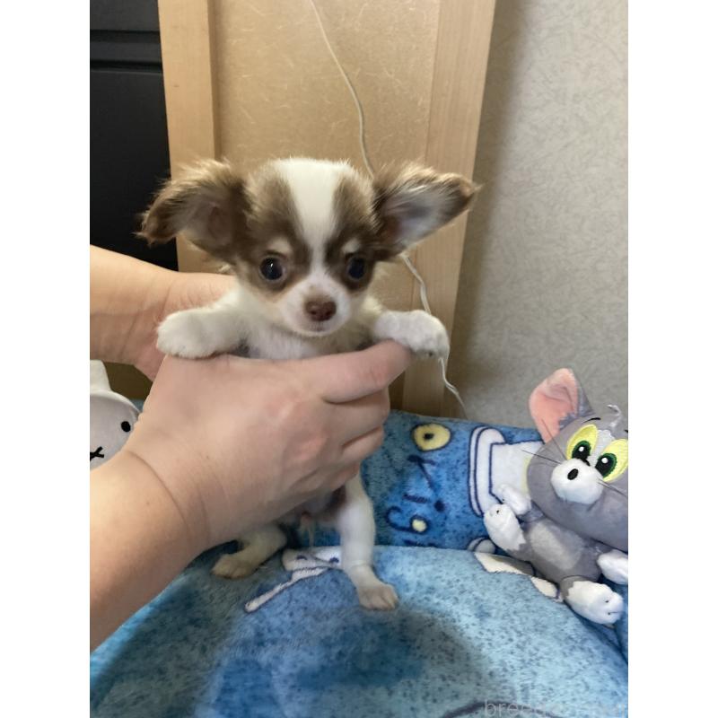 販売中の千葉県のチワワ(ロングコート)-438415の12枚目