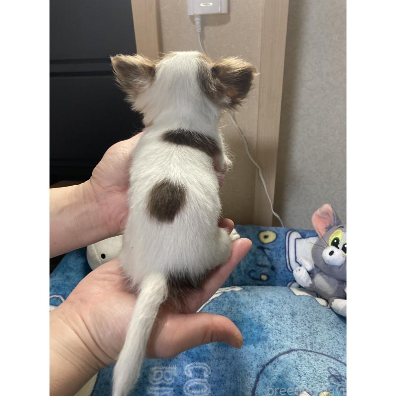 販売中の千葉県のチワワ(ロングコート)-438415の11枚目