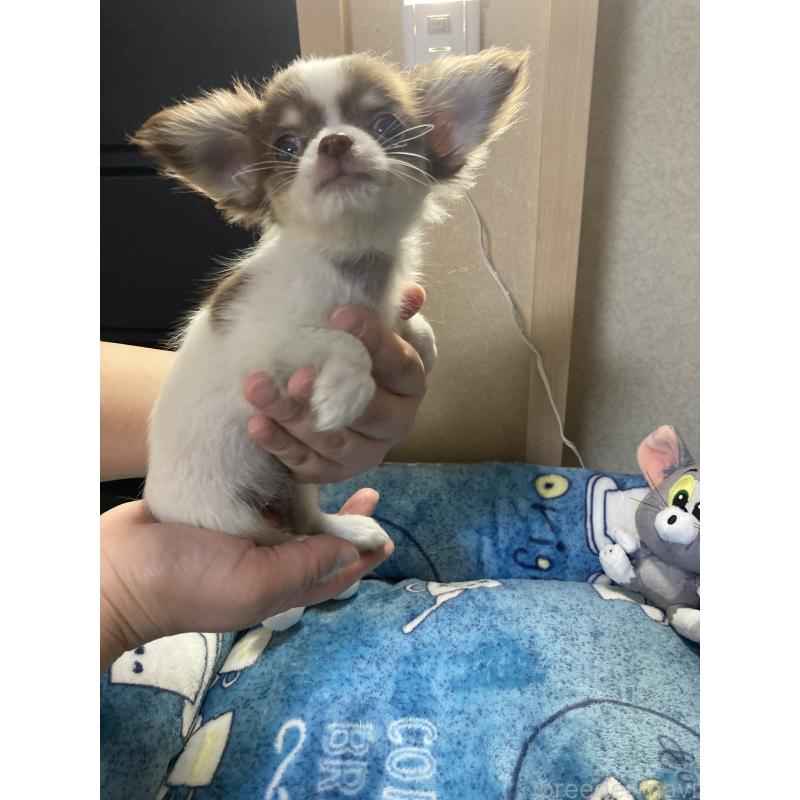 販売中の千葉県のチワワ(ロングコート)-438415の9枚目