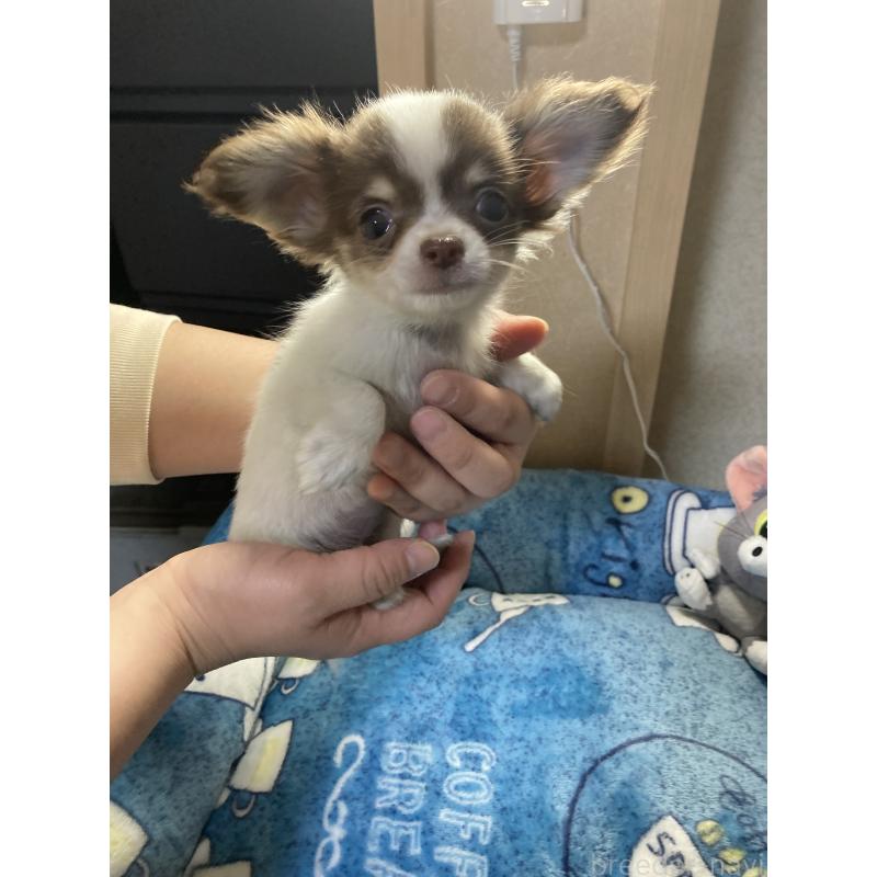 販売中の千葉県のチワワ(ロングコート)-438415の8枚目