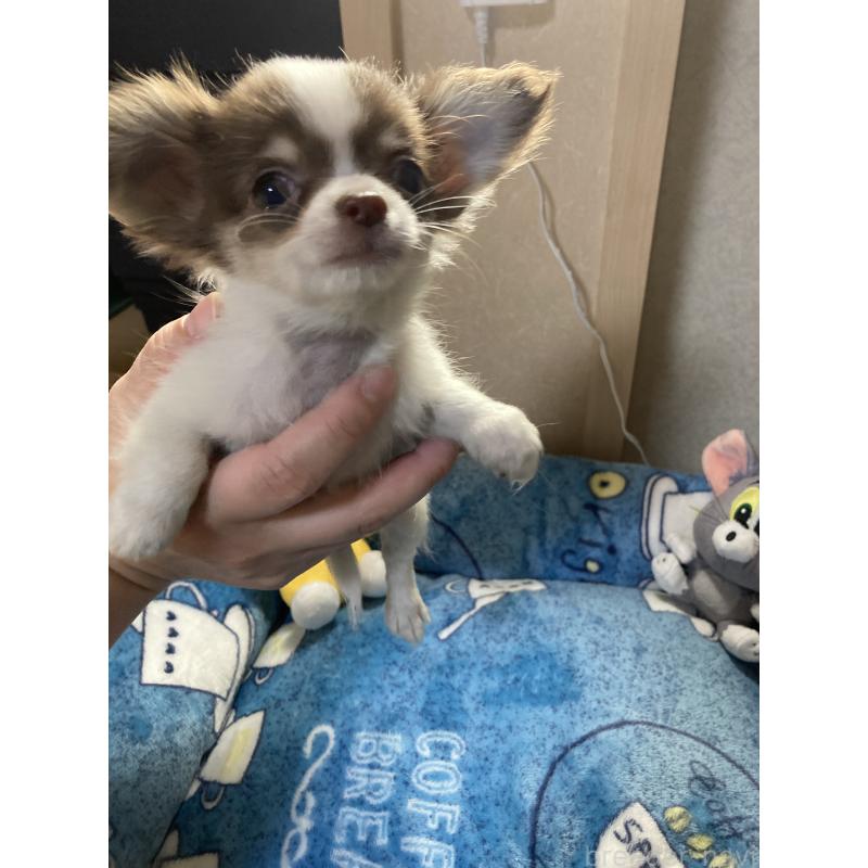 販売中の千葉県のチワワ(ロングコート)-438415の7枚目