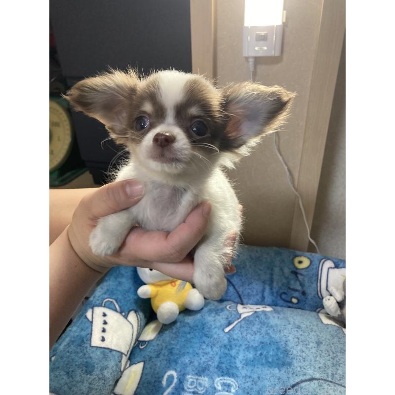 販売中の千葉県のチワワ(ロングコート)-438415の6枚目